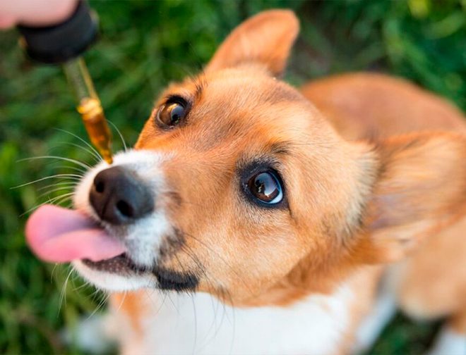 Fotos de Juana presentó aceite de cannabis para las mascotas