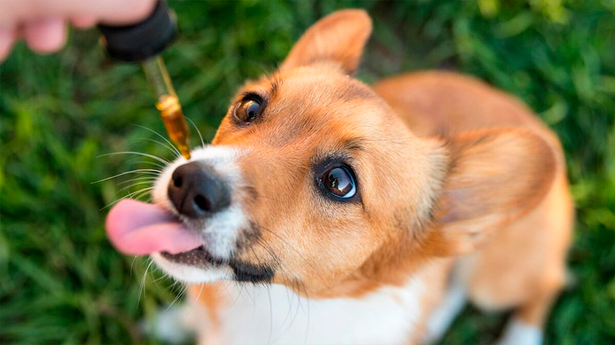 Foto de Juana presentó aceite de cannabis para las mascotas
