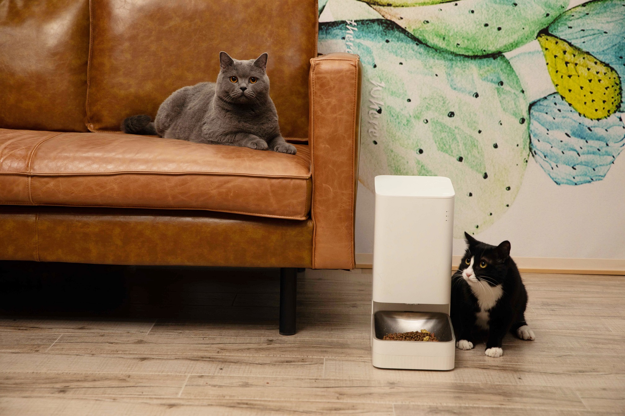 Foto de Día del Gato: conoce los nuevos productos inteligentes de Xiaomi para mascotas