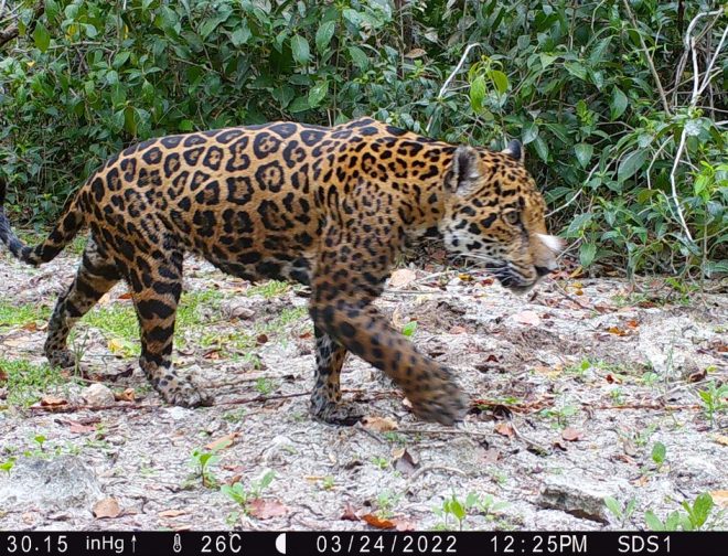 Fotos de Por primera vez, el sistema basado en IA permite al equipo de conservación identificar 5 jaguares en la reserva de humedales en Dzilam, Yucatán, México