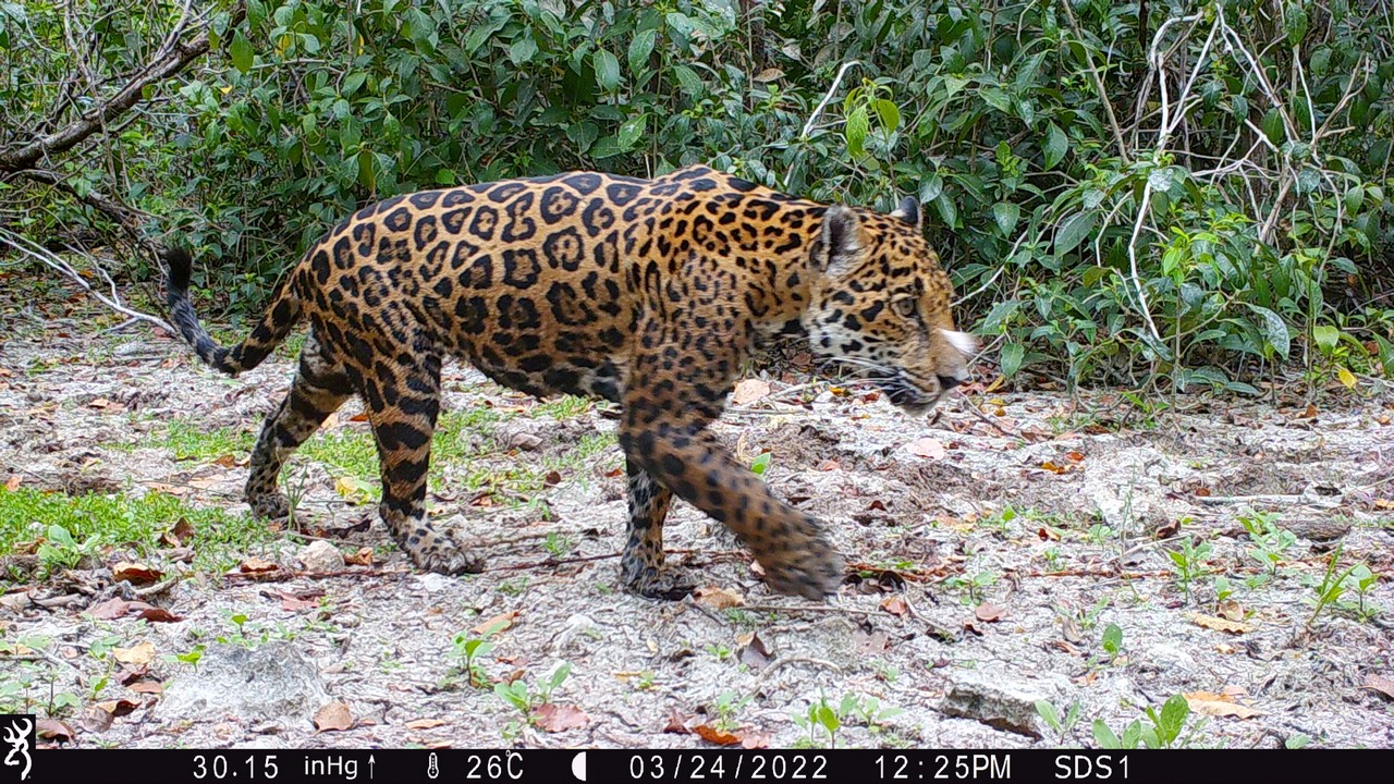 Foto de Por primera vez, el sistema basado en IA permite al equipo de conservación identificar 5 jaguares en la reserva de humedales en Dzilam, Yucatán, México