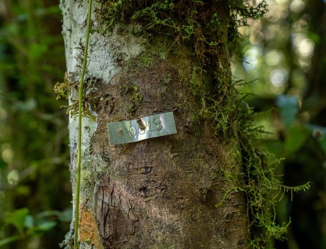Fotos de EPSON Perú refuerza su compromiso por la preservación de árboles en la Amazonía peruana