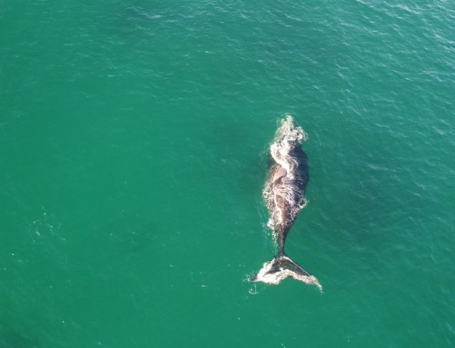Fotos de ESET: ¿Qué es Whaling y cómo proteger a las organizaciones?
