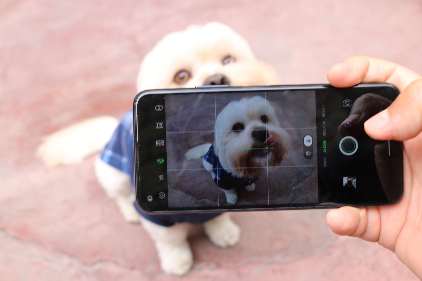 Foto de Consigue las mejores fotos de tu mascota con estos consejos de Infinix