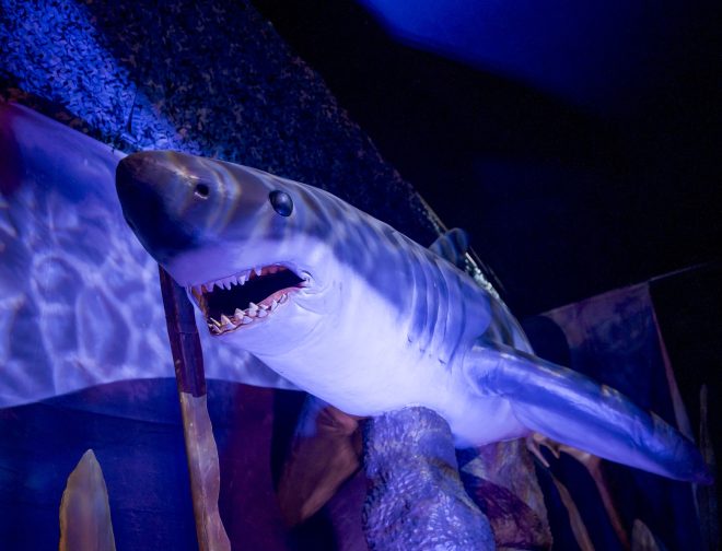 Fotos de Los 5 monstruos marinos más impactantes los encuentras en Lima Norte