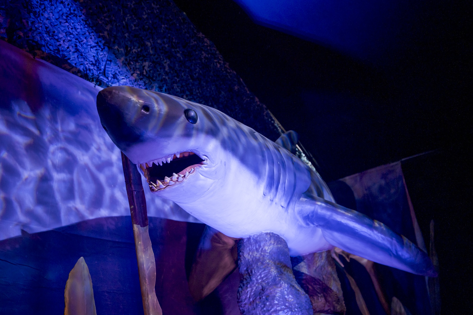 Foto de Los 5 monstruos marinos más impactantes los encuentras en Lima Norte