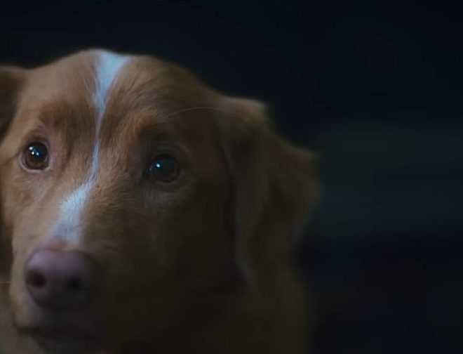 Fotos de Tráiler de Good Boy, película de terror desde la vista de un perro