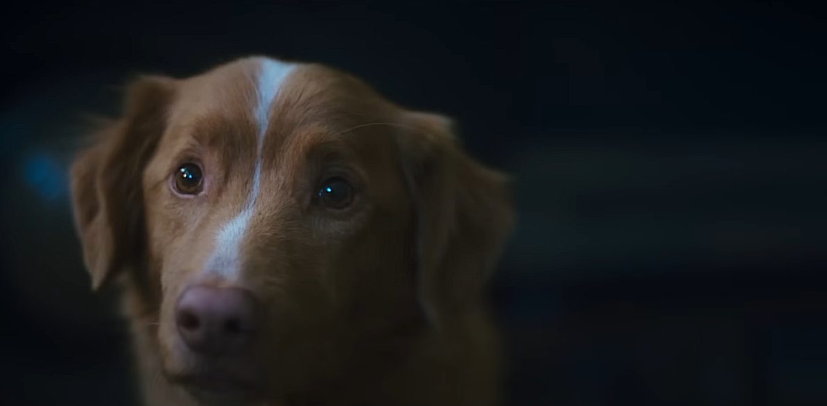Foto de Tráiler de Good Boy, película de terror desde la vista de un perro