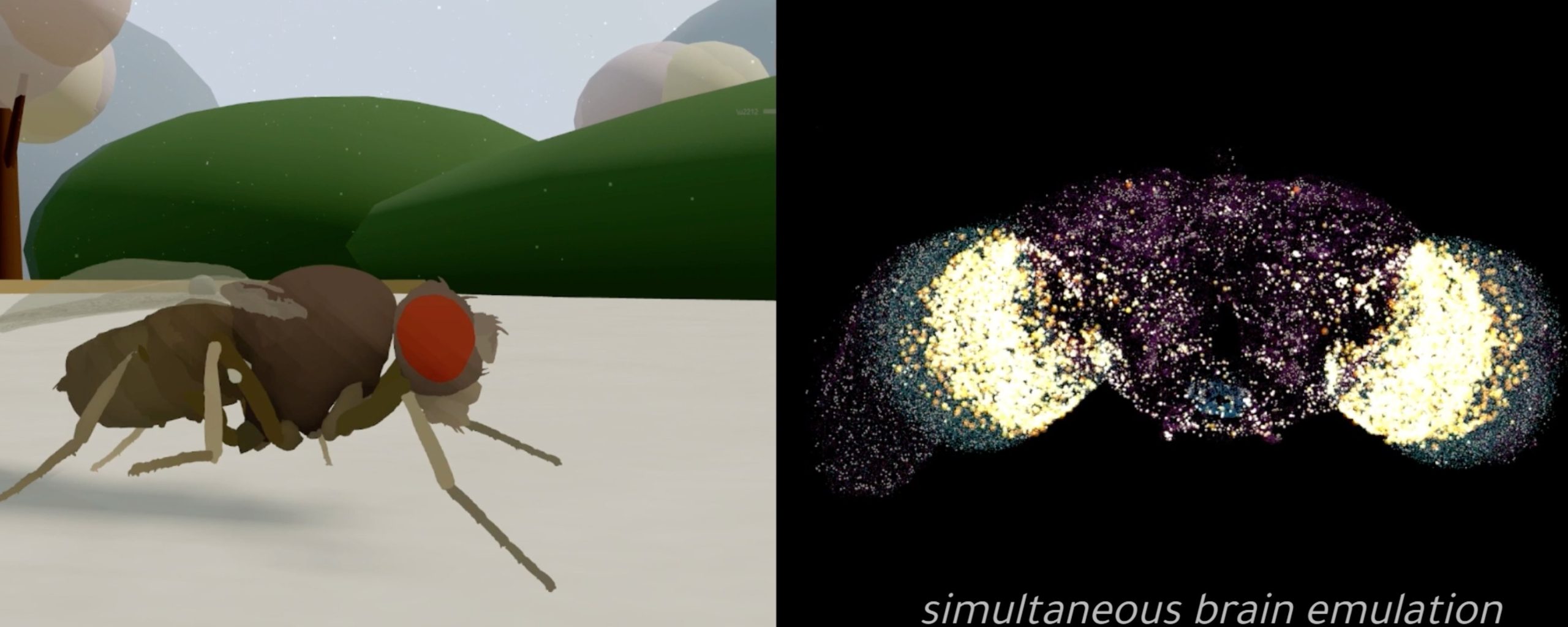 Foto de Logran digitalizar el cerebro de una mosca: el experimento que podría cambiar el futuro de la inteligencia artificial