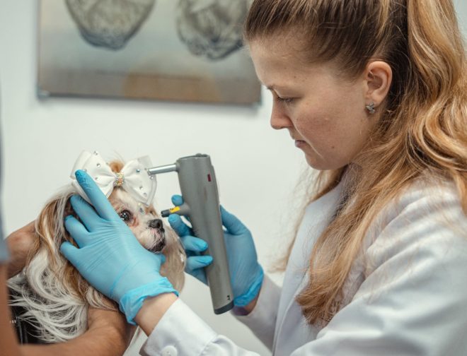 Foto de Día Mundial del Veterinario: señales que indican que tu mascota necesita un especialista