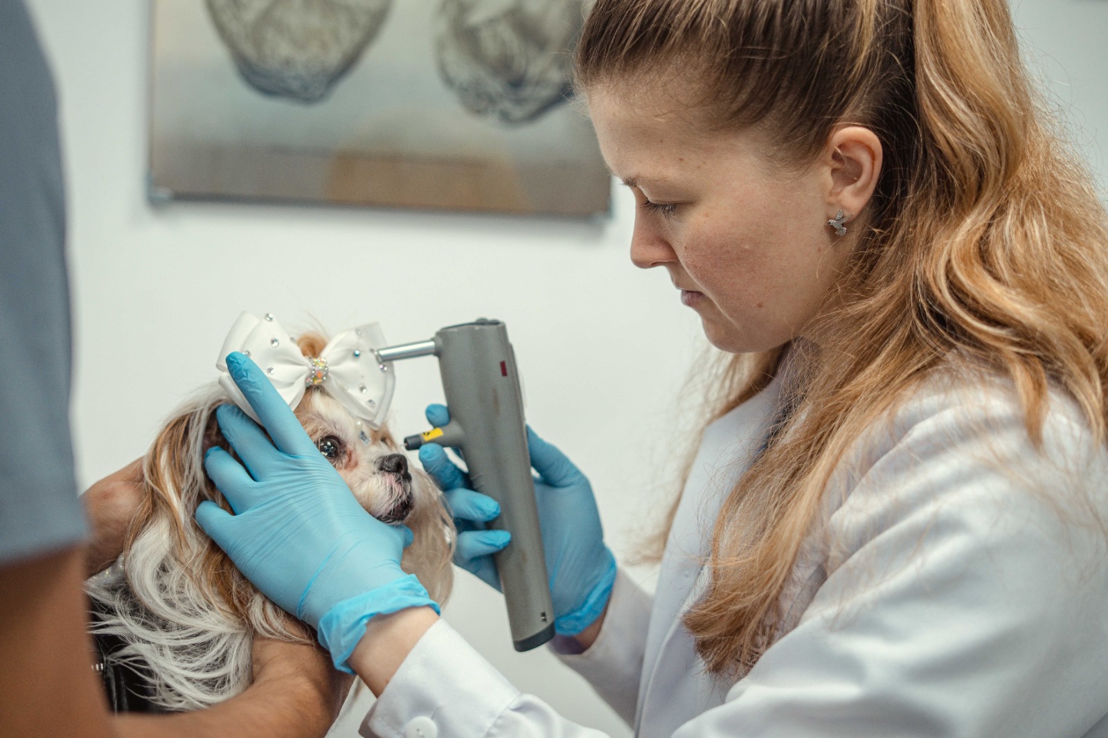 Foto de Día Mundial del Veterinario: señales que indican que tu mascota necesita un especialista