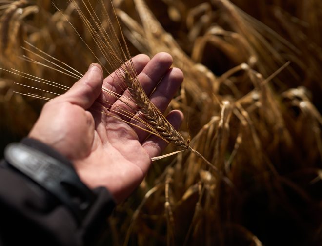 Foto de El futuro de la cebada maltera peruana empieza a sembrarse en Junín