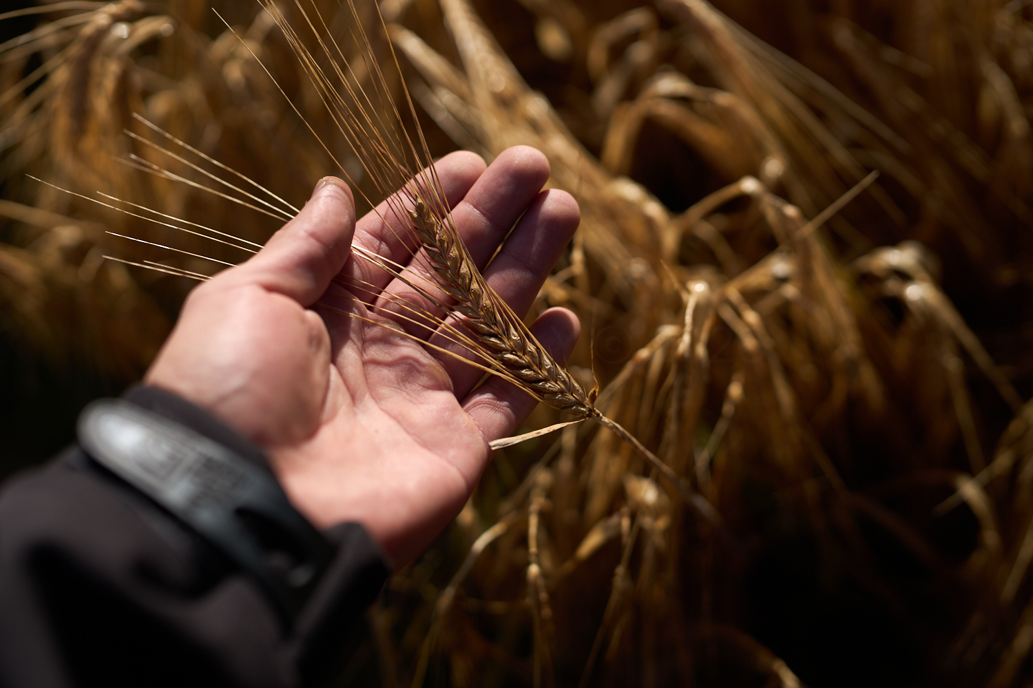 Foto de El futuro de la cebada maltera peruana empieza a sembrarse en Junín