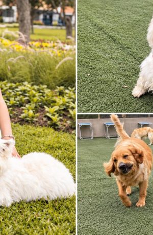 Foto de Las Huellas de Barney promoverá el voluntariado juvenil en apoyo a perros en situación de abandono